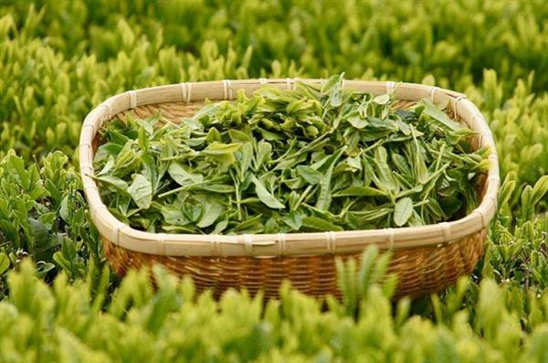 想做評茶師？那你應(yīng)該來石家莊聞達(dá)職業(yè)技能培訓(xùn)學(xué)校學(xué)學(xué)了
